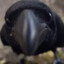 AvidCorvid