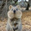 wabeldabbelquokka