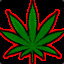 Cannabis