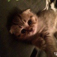 Лёха.,.Сиплый avatar