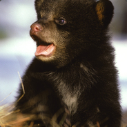 Black Bear (rawwwr)