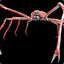 Spider_Crab