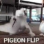 Pigeon Flip