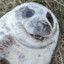 Fat Grey Seal Grub