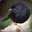 Black Robin