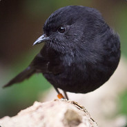 Black Robin