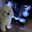 MALTESE