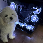 MALTESE