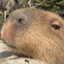 ツGypsy Capybara