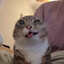 piss cat
