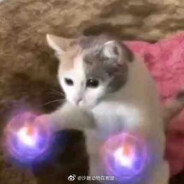勇敢猫猫 不怕困难