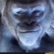 адольф пикник