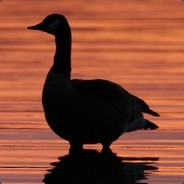 Recluse Goose avatar