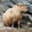 Capybaramanispro