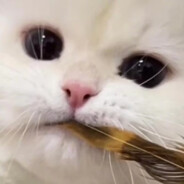 你爹我是大美女