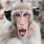 monkeman317