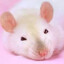 rat