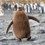 Brown Penguin