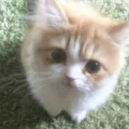 AAA188黑皮体育生