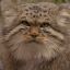 Manul