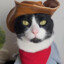 Sheriff Meowdy