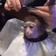 monkey haircut