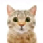 Tom Wambsgans