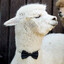 Avatar of SmugAlpacca