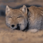 家人们捡了一只猫