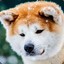 бот батя ур gamdom.com