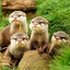 ottersmith8