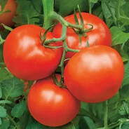 twitch.tv/kopch1k322