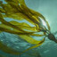 Kelp