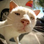 可爱的要发芽了