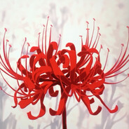 impermanence - steam id 76561199242287082