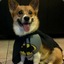 batdog