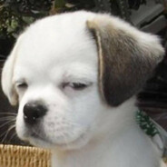 （ ღღღ）♞Zz♞