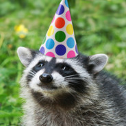 RACCOONS RACCOONS RACCOONS