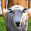 Sheep molester