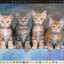 CATqwer19937