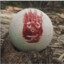 Wilson