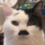 tacocat69