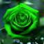 Greenrose