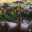 ROMPaga-