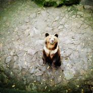 凶猛的小熊崽子