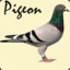 Pigeon