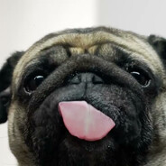 Injured Quadruped Hispanic Pug