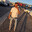 nib