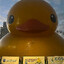 Avatar of PATOTE_BIG_DUCK