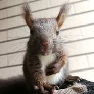 当瑶宝的大鱼🐋